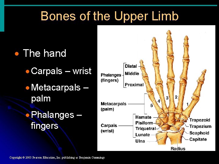 Bones of the Upper Limb · The hand · Carpals – wrist · Metacarpals Bones of the Upper Limb · The hand · Carpals – wrist · Metacarpals