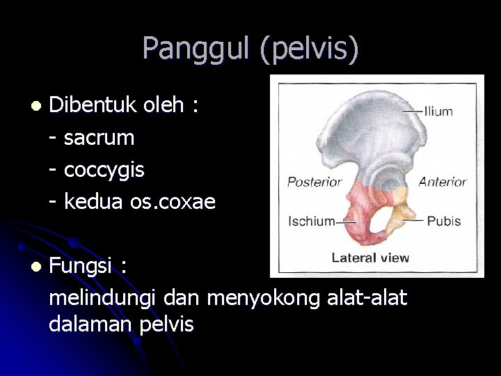 Panggul (pelvis) l Dibentuk oleh : - sacrum - coccygis - kedua os. coxae Panggul (pelvis) l Dibentuk oleh : - sacrum - coccygis - kedua os. coxae