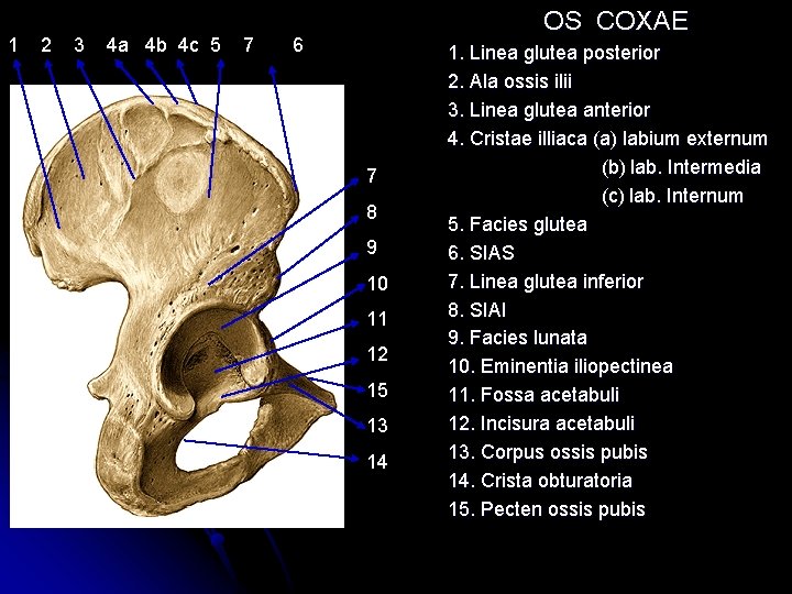 1 2 3 4 a 4 b 4 c 5 7 OS COXAE 6 1 2 3 4 a 4 b 4 c 5 7 OS COXAE 6