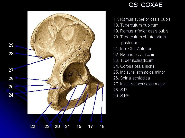 OS COXAE 17. Ramus superior ossis pubis 18. Tuberculum pubicum 19. Ramus inferior ossis OS COXAE 17. Ramus superior ossis pubis 18. Tuberculum pubicum 19. Ramus inferior ossis