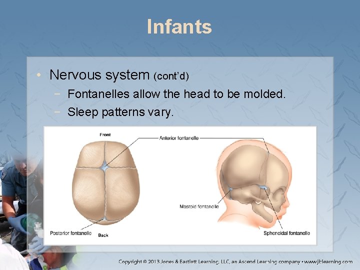 Infants • Nervous system (cont’d) − Fontanelles allow the head to be molded. − Infants • Nervous system (cont’d) − Fontanelles allow the head to be molded. −