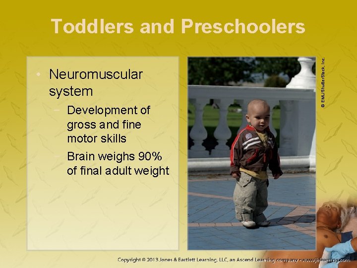 • Neuromuscular system − Development of gross and fine motor skills − Brain • Neuromuscular system − Development of gross and fine motor skills − Brain