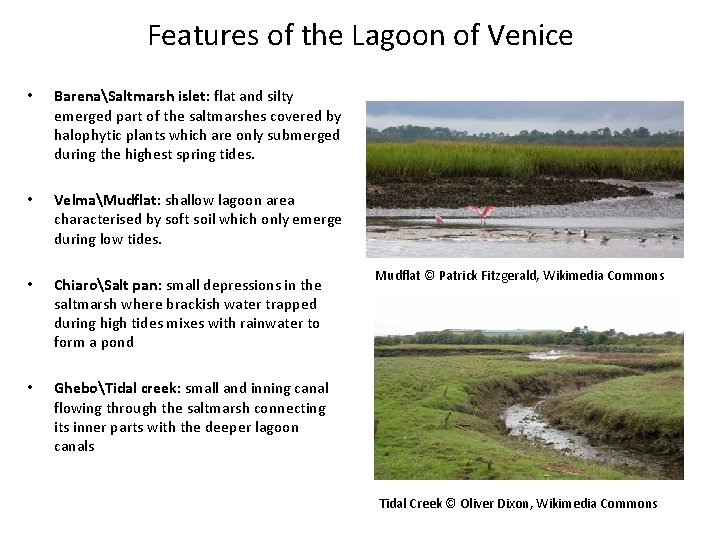 Features of the Lagoon of Venice • BarenaSaltmarsh islet: flat and silty emerged part