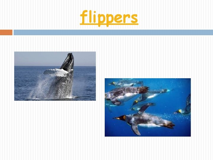flippers 