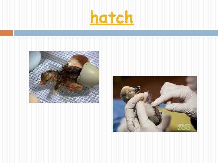 hatch 