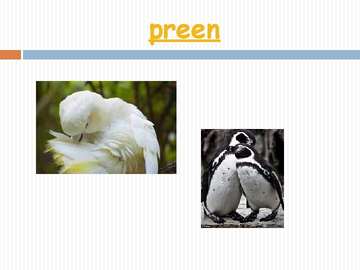 preen 