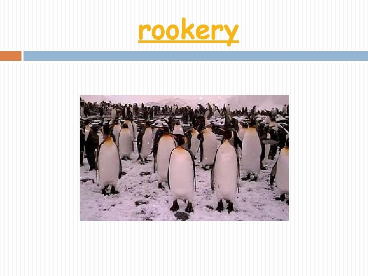 rookery 