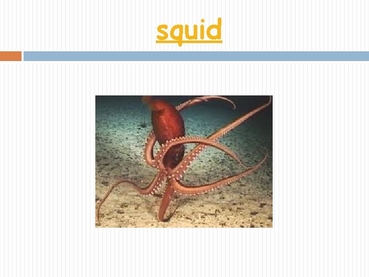squid 