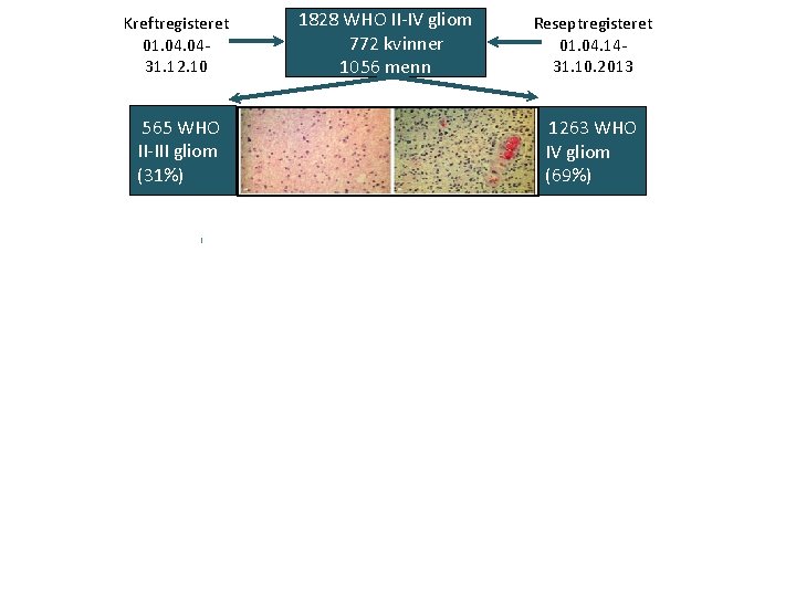 Kreftregisteret 01. 0431. 12. 10 565 WHO II-III gliom (31%) 1828 WHO II-IV gliom