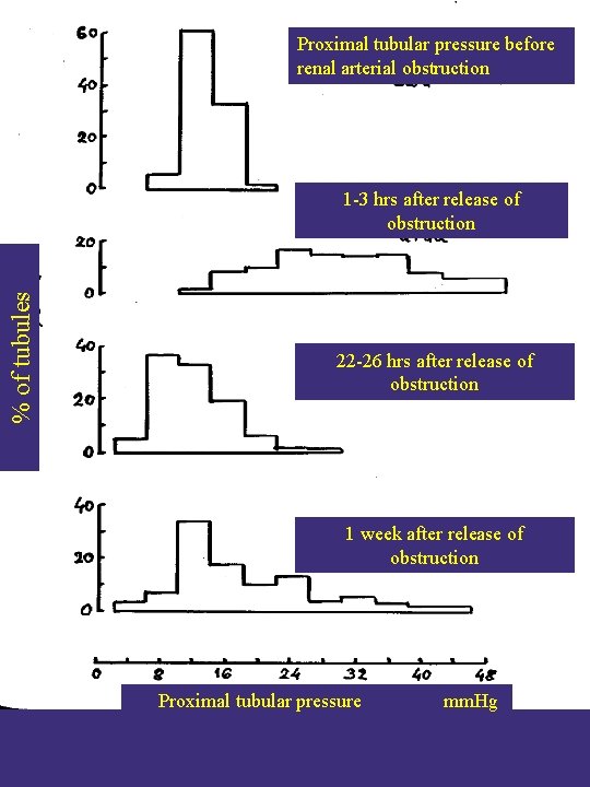 Proximal tubular pressure before renal arterial obstruction % of tubules 1 -3 hrs after