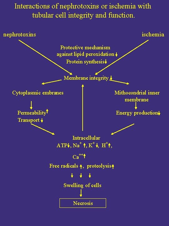 Interactions of nephrotoxins or ischemia with tubular cell integrity and function. nephrotoxins ischemia Protective Interactions of nephrotoxins or ischemia with tubular cell integrity and function. nephrotoxins ischemia Protective