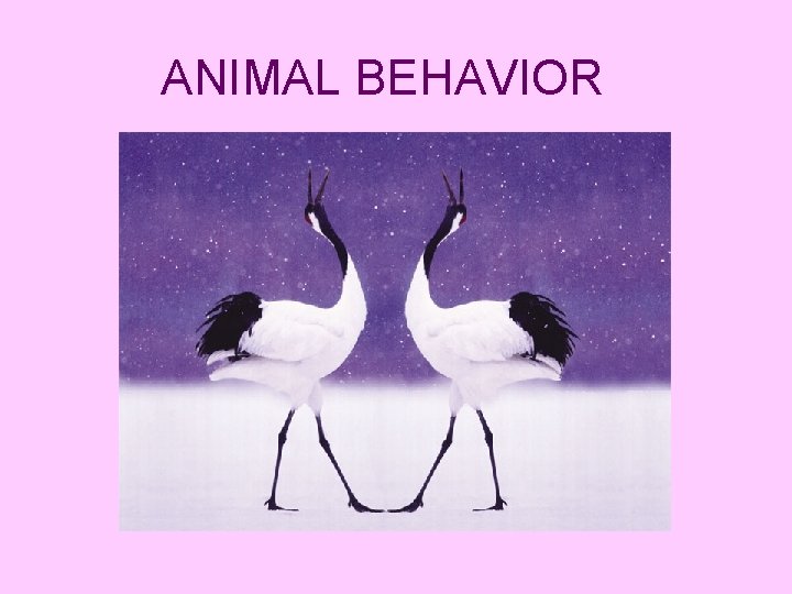 ANIMAL BEHAVIOR 