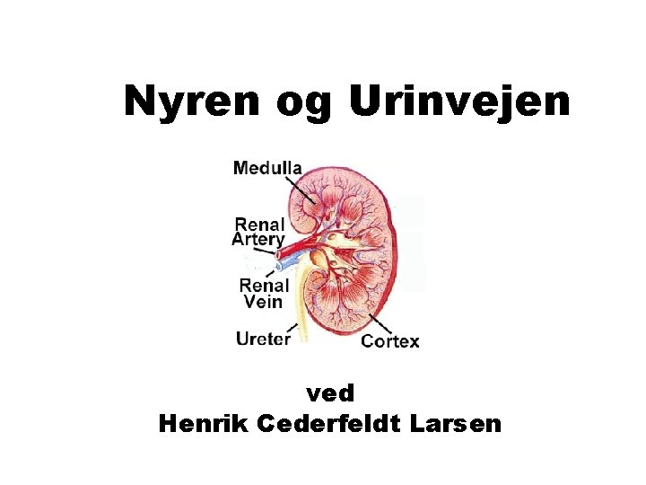 Nyren og Urinvejen ved Henrik Cederfeldt Larsen 