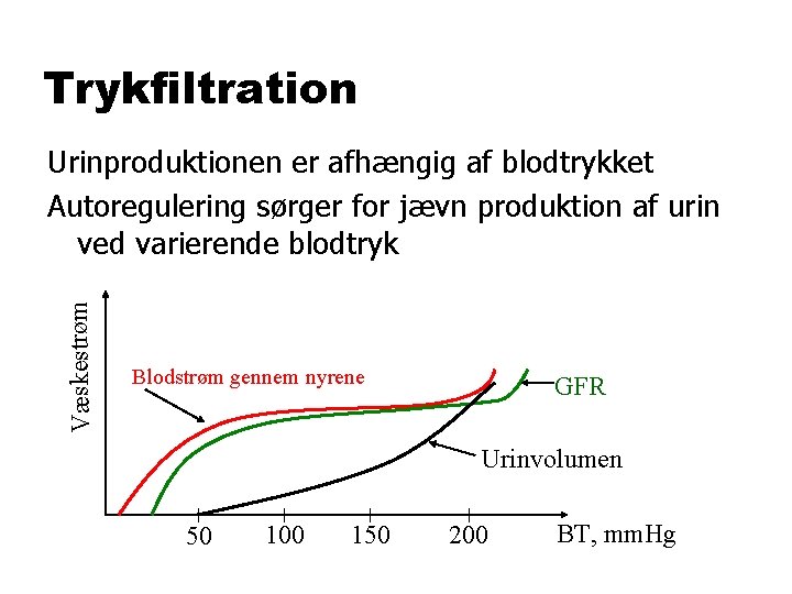 Trykfiltration Væskestrøm Urinproduktionen er afhængig af blodtrykket Autoregulering sørger for jævn produktion af urin