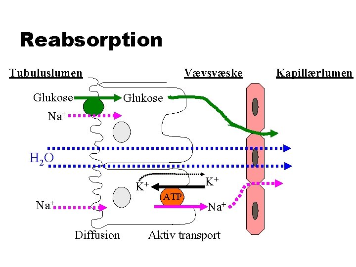 Reabsorption Tubuluslumen Glukose Vævsvæske Glukose Na+ H 2 O K+ Na+ Diffusion K+ ATP