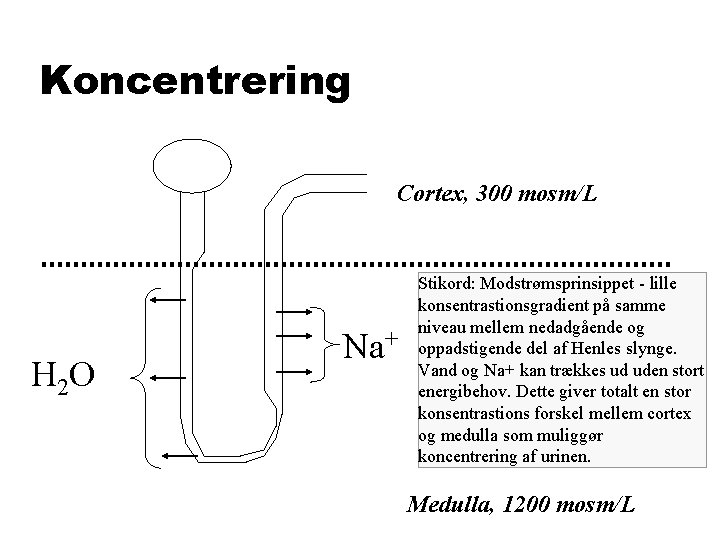 Koncentrering Cortex, 300 mosm/L H 2 O Na+ Stikord: Modstrømsprinsippet - lille konsentrastionsgradient på