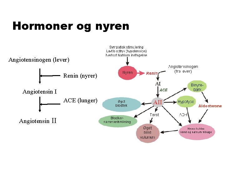 Hormoner og nyren Angiotensinogen (lever) Renin (nyrer) Angiotensin I ACE (lunger) Angiotensin II 