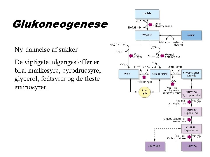 Glukoneogenese Ny-dannelse af sukker De vigtigste udgangsstoffer er bl. a. mælkesyre, pyrodruesyre, glycerol, fedtsyrer