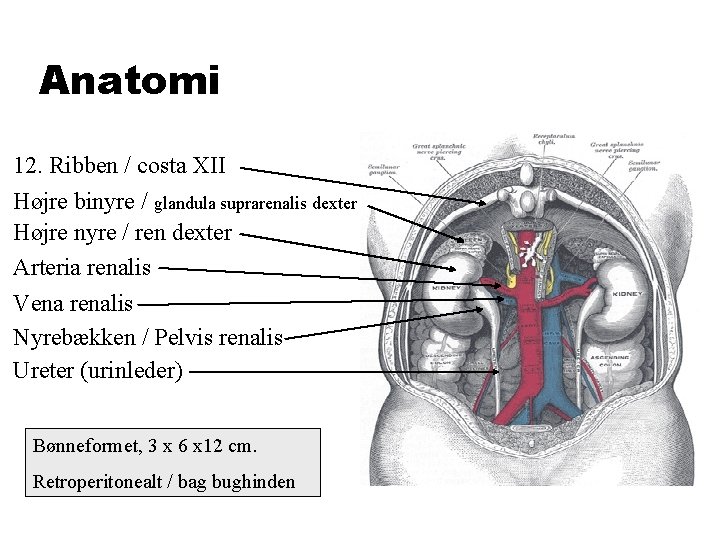 Anatomi 12. Ribben / costa XII Højre binyre / glandula suprarenalis dexter Højre nyre