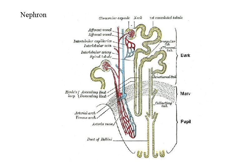 Nephron 