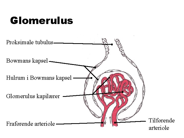 Glomerulus Proksimale tubulus Bowmans kapsel Hulrum i Bowmans kapsel Glomerulus kapilærer Fraførende arteriole Tilførende