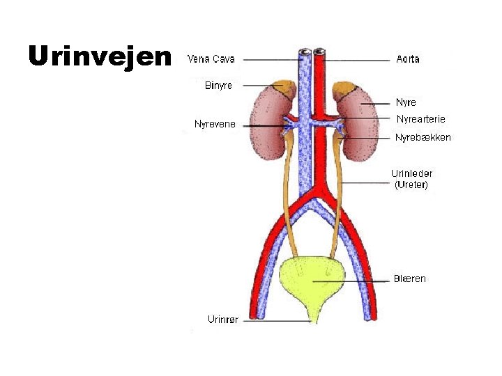 Urinvejen 