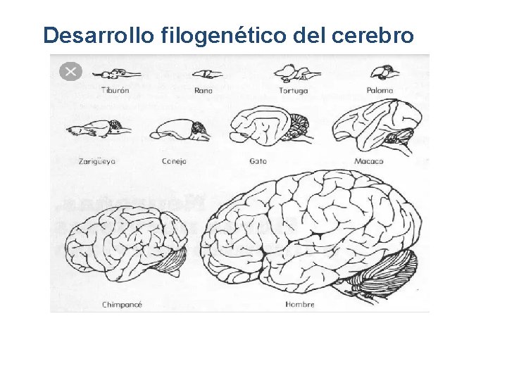 Desarrollo filogenético del cerebro 