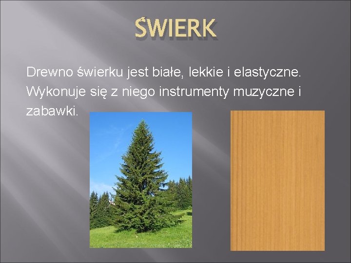 ŚWIERK Drewno świerku jest białe, lekkie i elastyczne. Wykonuje się z niego instrumenty muzyczne