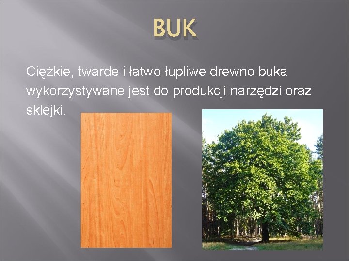 BUK Ciężkie, twarde i łatwo łupliwe drewno buka wykorzystywane jest do produkcji narzędzi oraz