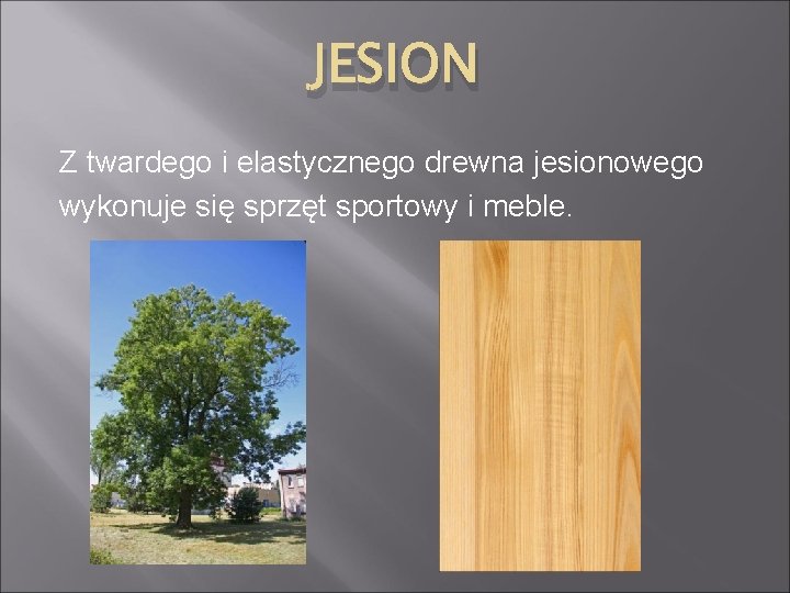 JESION Z twardego i elastycznego drewna jesionowego wykonuje się sprzęt sportowy i meble. 