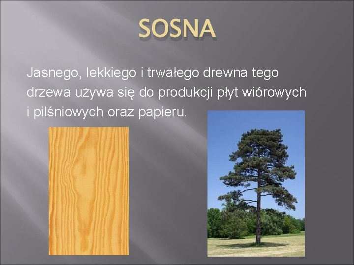 SOSNA Jasnego, lekkiego i trwałego drewna tego drzewa używa się do produkcji płyt wiórowych