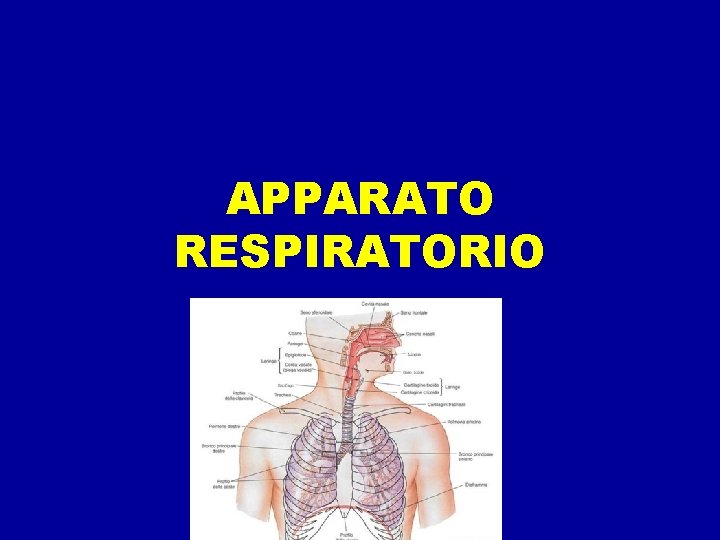 APPARATO RESPIRATORIO 