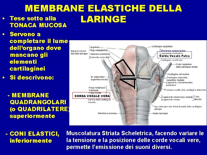  • MEMBRANE ELASTICHE DELLA Tese sotto alla LARINGE TONACA MUCOSA • Servono a