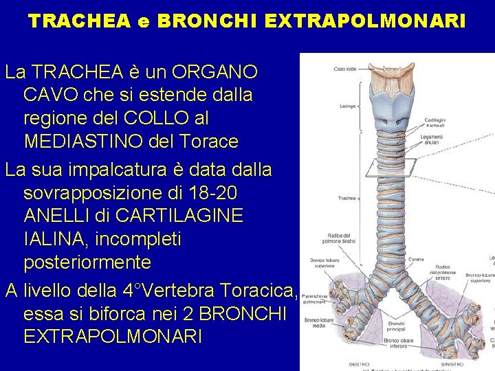 TRACHEA e BRONCHI EXTRAPOLMONARI La TRACHEA è un ORGANO CAVO che si estende dalla