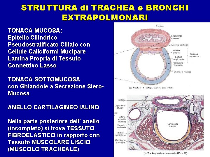 STRUTTURA di TRACHEA e BRONCHI EXTRAPOLMONARI TONACA MUCOSA: Epitelio Cilindrico Pseudostratificato Ciliato con Cellule