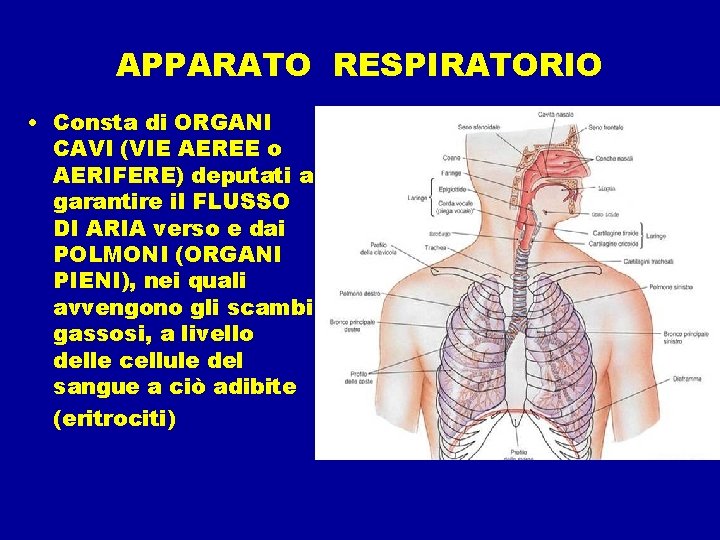 APPARATO RESPIRATORIO • Consta di ORGANI CAVI (VIE AEREE o AERIFERE) deputati a garantire