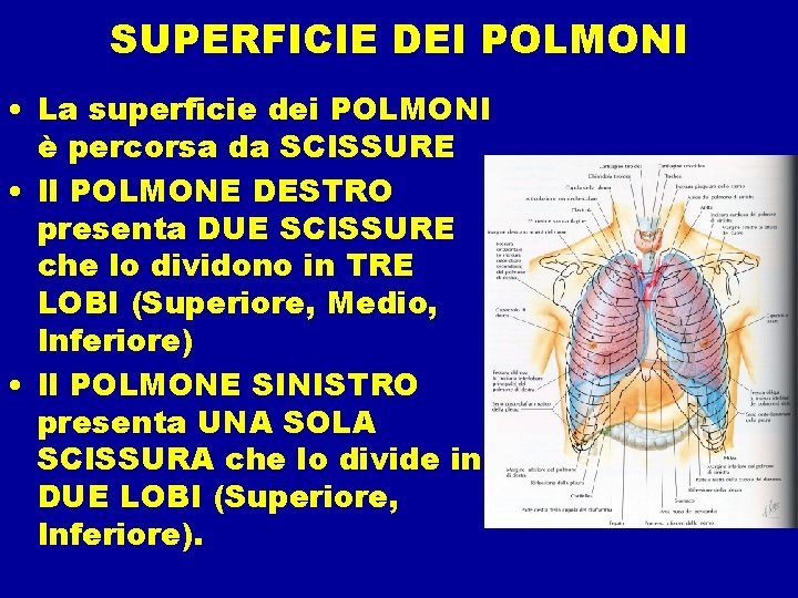 SUPERFICIE DEI POLMONI • La superficie dei POLMONI è percorsa da SCISSURE • Il