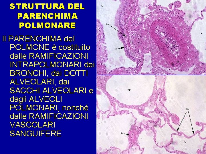 STRUTTURA DEL PARENCHIMA POLMONARE Il PARENCHIMA del POLMONE è costituito dalle RAMIFICAZIONI INTRAPOLMONARI dei