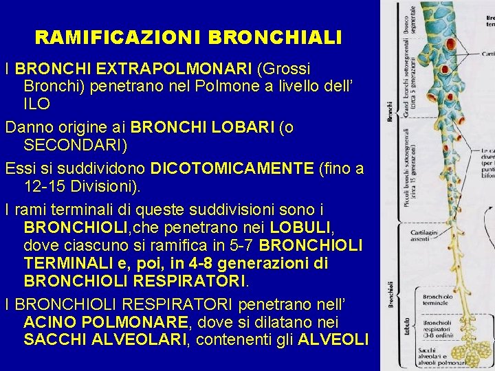 RAMIFICAZIONI BRONCHIALI I BRONCHI EXTRAPOLMONARI (Grossi Bronchi) penetrano nel Polmone a livello dell’ ILO