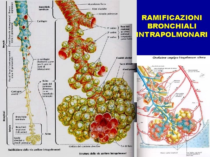 PARENCHIMA POLMONARE - Schema Strutturale - RAMIFICAZIONI BRONCHIALI INTRAPOLMONARI 