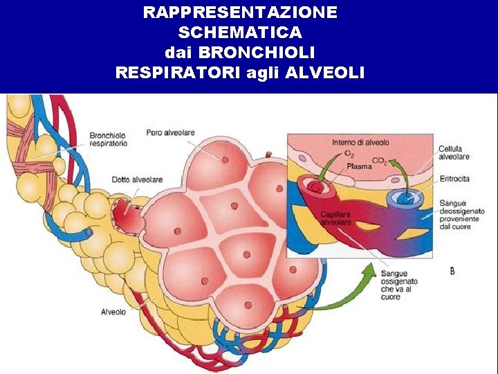 RAPPRESENTAZIONE SCHEMATICA dai BRONCHIOLI RESPIRATORI agli ALVEOLI 