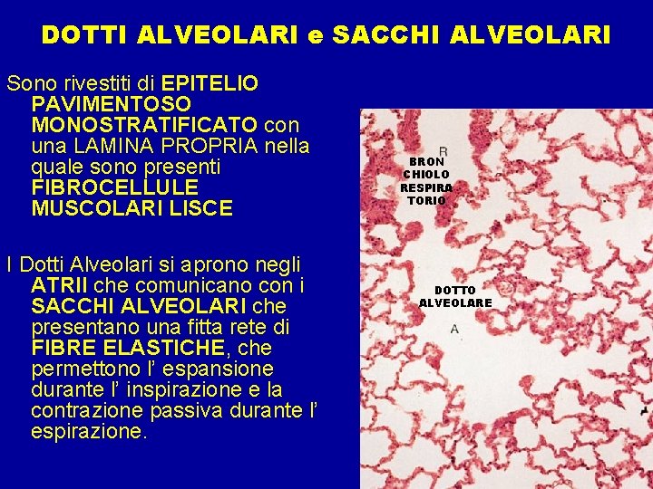 DOTTI ALVEOLARI e SACCHI ALVEOLARI Sono rivestiti di EPITELIO PAVIMENTOSO MONOSTRATIFICATO con una LAMINA