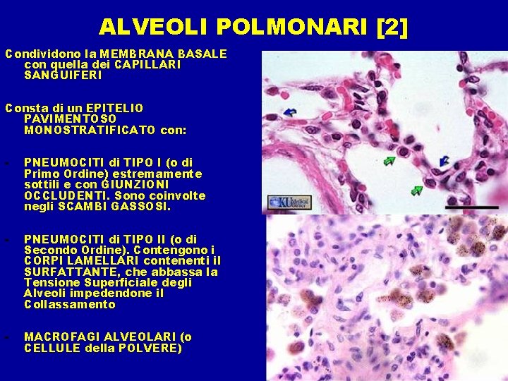 ALVEOLI POLMONARI [2] Condividono la MEMBRANA BASALE con quella dei CAPILLARI SANGUIFERI Consta di