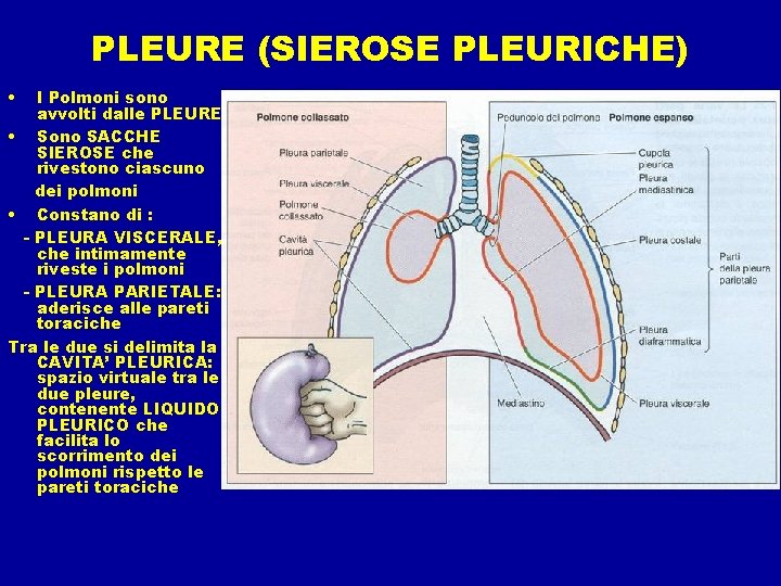 PLEURE (SIEROSE PLEURICHE) • I Polmoni sono avvolti dalle PLEURE • Sono SACCHE SIEROSE