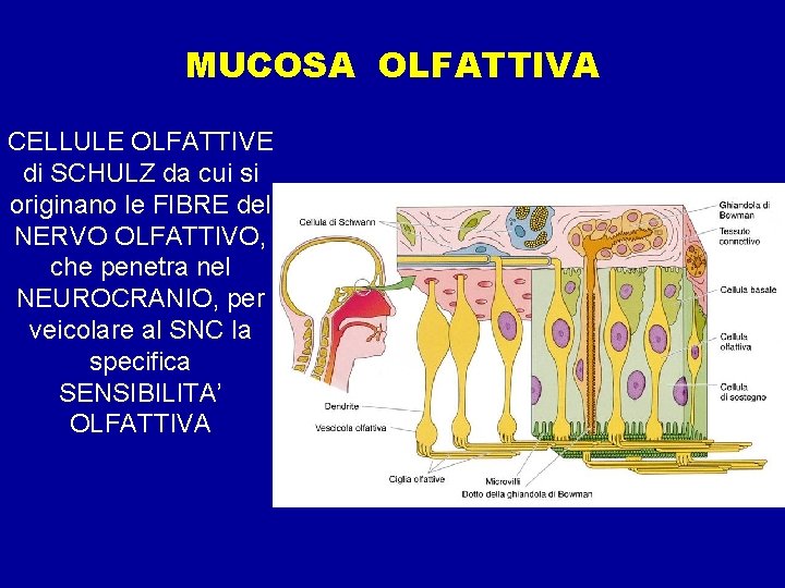 MUCOSA OLFATTIVA CELLULE OLFATTIVE di SCHULZ da cui si originano le FIBRE del NERVO