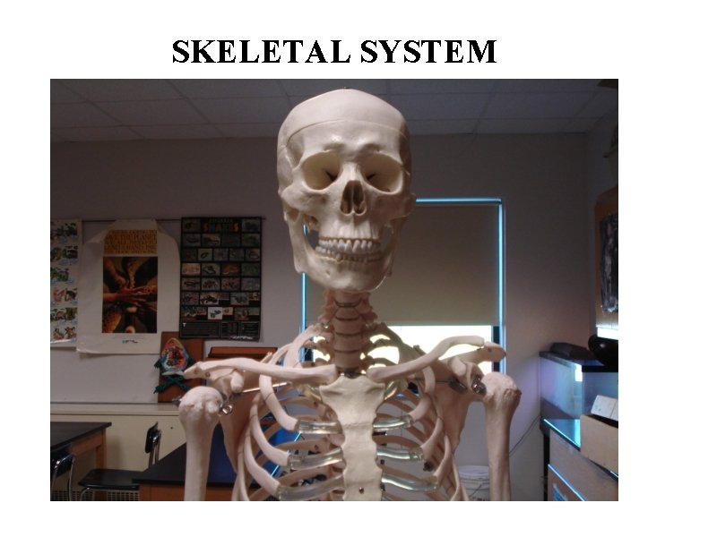 SKELETAL SYSTEM 