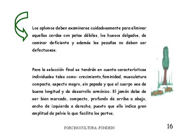 Los aplomos deben examinarse cuidadosamente para eliminar aquellas cerdas con patas débiles, los huesos