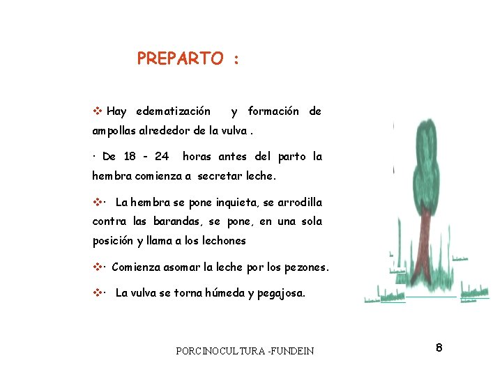 PREPARTO : v Hay edematización y formación de ampollas alrededor de la vulva. ·