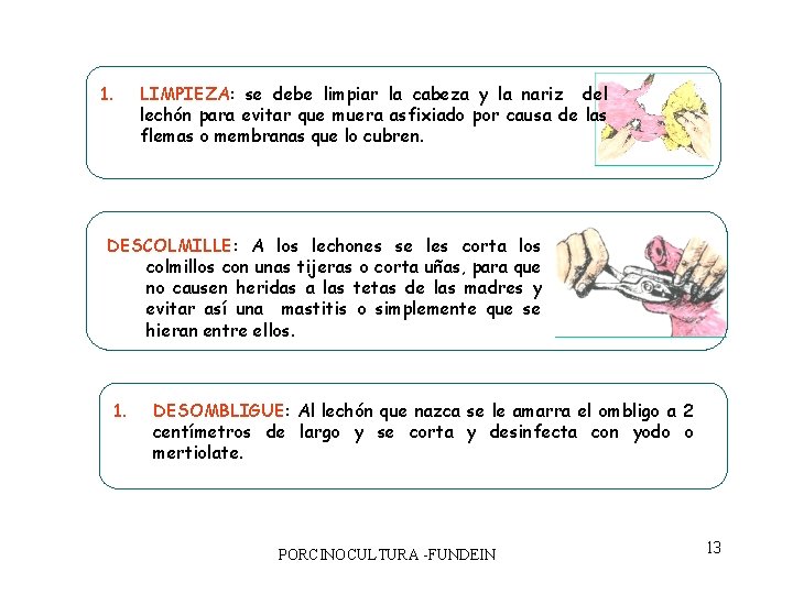 1. LIMPIEZA: se debe limpiar la cabeza y la nariz del lechón para evitar