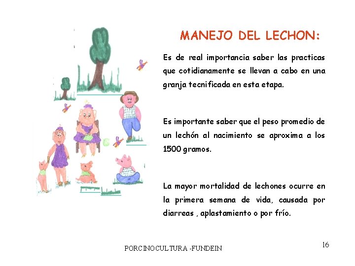 MANEJO DEL LECHON: Es de real importancia saber las practicas que cotidianamente se llevan